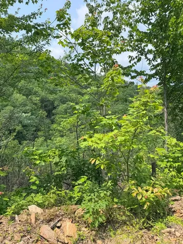 88 Acres Bolden Branch Andrews NC 28901