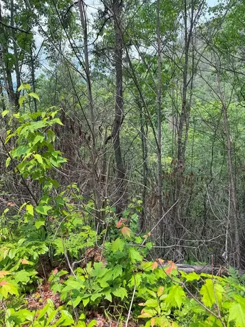 88 Acres Bolden Branch Andrews NC 28901