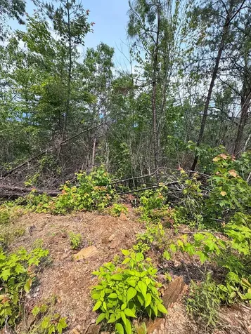 88 Acres Bolden Branch Andrews NC 28901