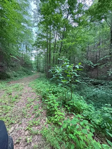 88 Acres Bolden Branch Andrews NC 28901