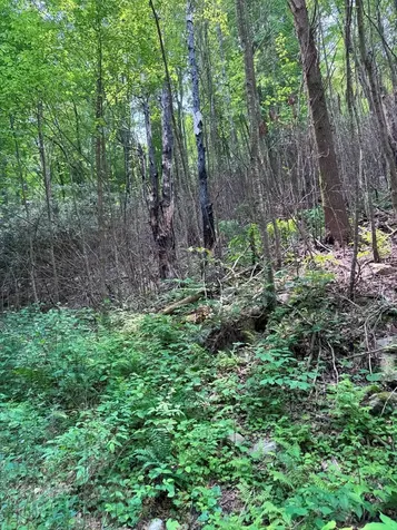 88 Acres Bolden Branch Andrews NC 28901