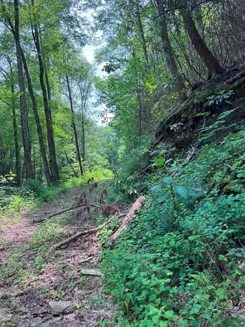 88 Acres Bolden Branch Andrews NC 28901