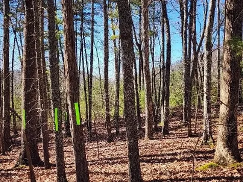 LOT17 Gray Grouse Trail Murphy NC 28906