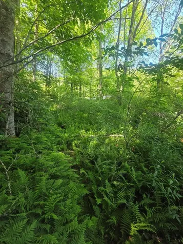 00 Vincent Colvin Road Robbinsville NC 28771