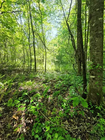 00 Vincent Colvin Road Robbinsville NC 28771