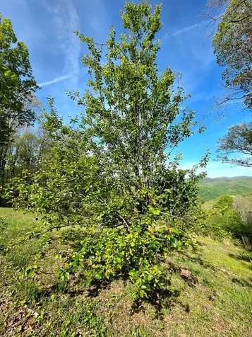 795 Porterfield Gap Road Robbinsville NC 28771