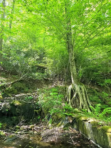 795 Porterfield Gap Road Robbinsville NC 28771