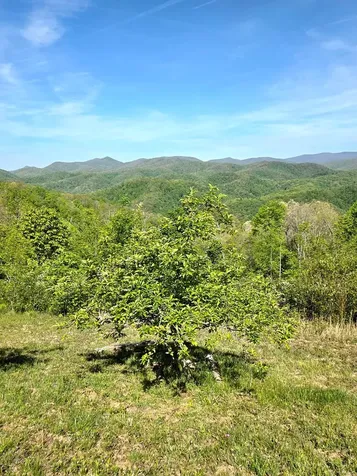 795 Porterfield Gap Road Robbinsville NC 28771