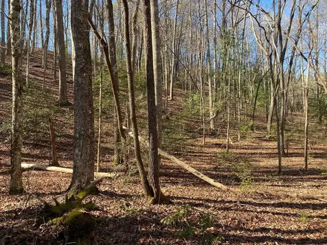 Tbd Collett Wood Cove Andrews NC 28901