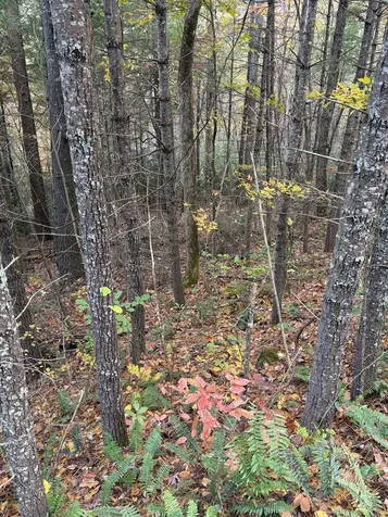 46/51 Big Secret Lane Murphy NC 28906