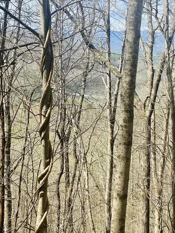 26 Hidden Falls Trail Robbinsville NC 28771
