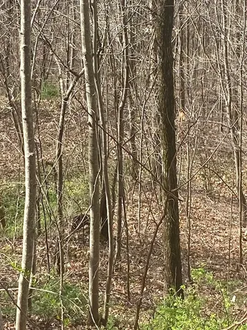 26 Hidden Falls Trail Robbinsville NC 28771