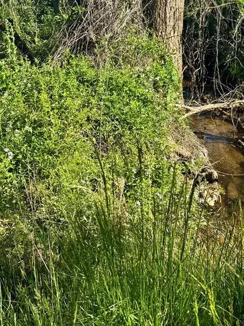 0 Tomotla Road Marble NC 28905