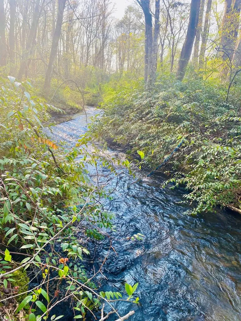 Lot 5 Carringer Road Robbinsville NC 28771
