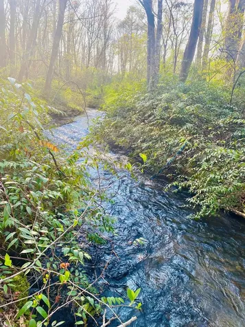 Lot 5 Carringer Road Robbinsville NC 28771