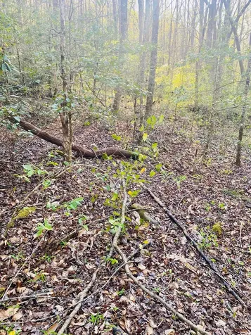 Lot 5 Carringer Road Robbinsville NC 28771