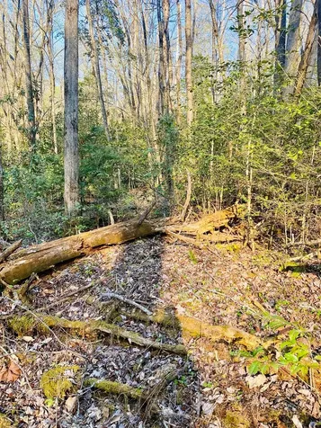 Lot 5 Carringer Road Robbinsville NC 28771