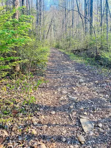 Lot 5 Carringer Road Robbinsville NC 28771