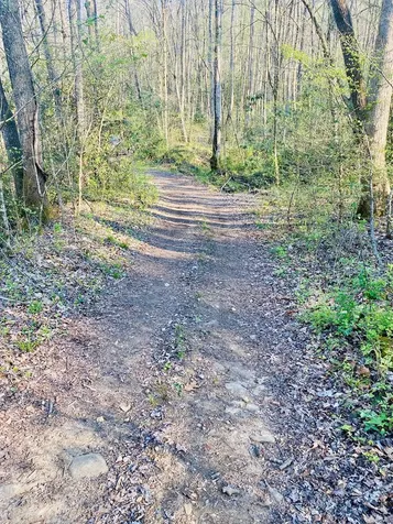 Lot 5 Carringer Road Robbinsville NC 28771