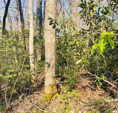 Lot 5 Carringer Road Robbinsville NC 28771