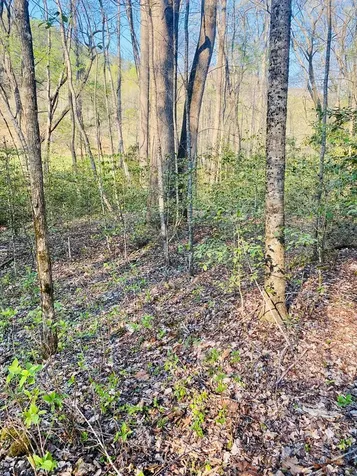 Lot 5 Carringer Road Robbinsville NC 28771
