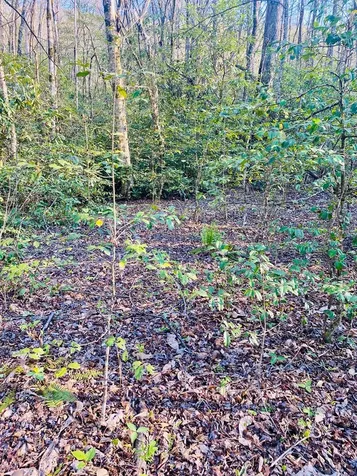 Lot 5 Carringer Road Robbinsville NC 28771