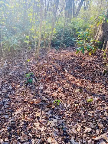 Lot 5 Carringer Road Robbinsville NC 28771