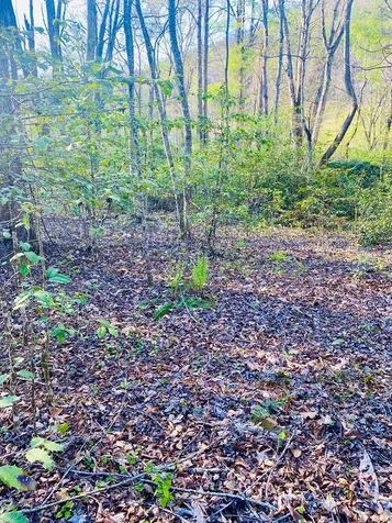 Lot 5 Carringer Road Robbinsville NC 28771