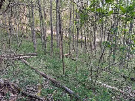0 Yellow Branch State Road1267 Robbinsville NC 28771