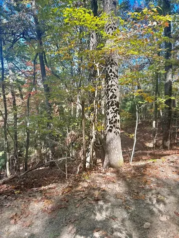 Lot 4 Ridgeline Brasstown NC 28902