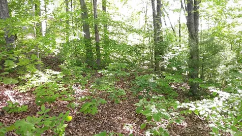 00 Fain Peak Murphy NC 28906