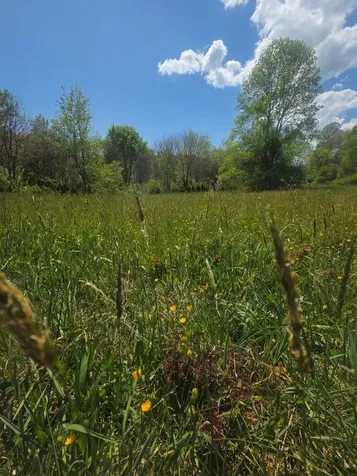 234 George Millsaps Road Robbinsville NC 28771