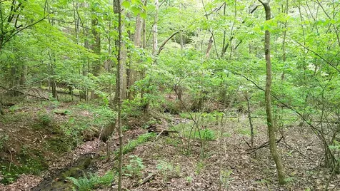 00 Tracks Hollow Murphy NC 28906