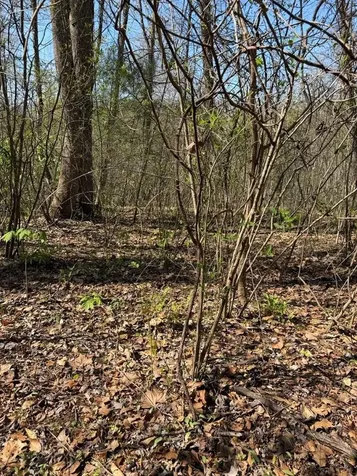 Lot 16-n High Meadows Drive Hayesville NC 28904