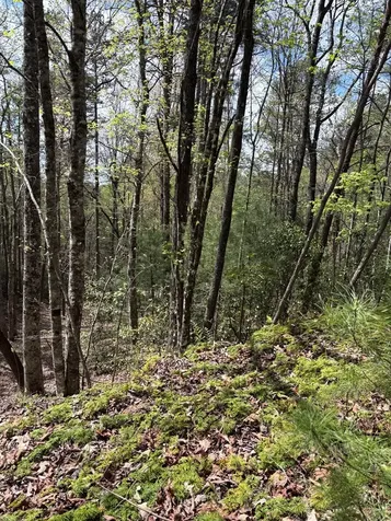 140 Hounds Run Lane Murphy NC 28906