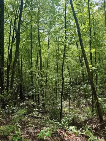 00 Tyler Lane Marble NC 28905