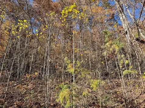 36 54c Ash Branch Circle Hayesville NC 28904