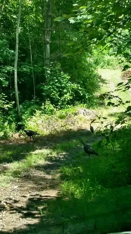 3530 Grape Creek Road Murphy NC 28906