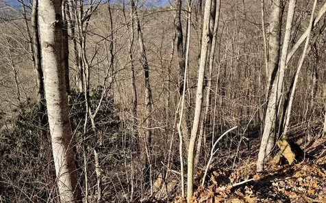Lot 63 Dan Knob Hayesville NC 28904