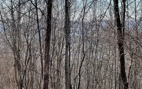 Lot 63 Dan Knob Hayesville NC 28904