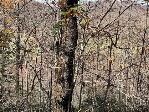 Lot 31j Ash Branch Road Hayesville NC 28904