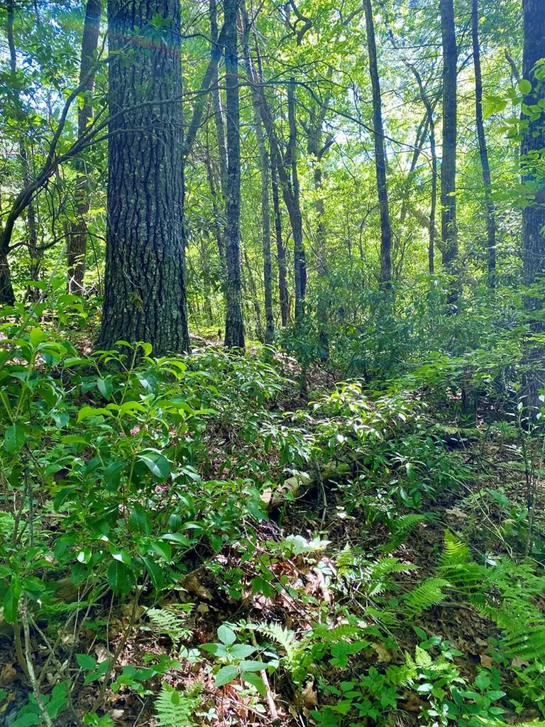 00 Deer Run Robbinsville NC 28771