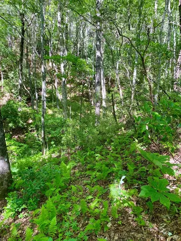 00 Deer Run Robbinsville NC 28771