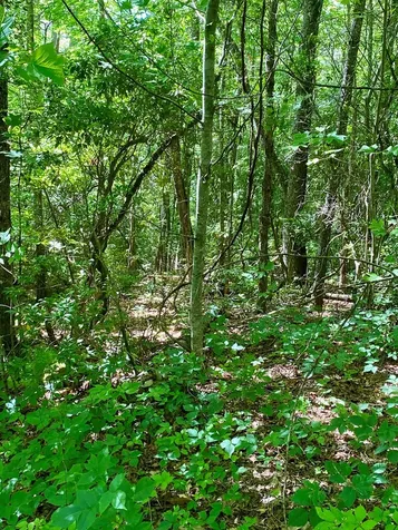 00 Deer Run Robbinsville NC 28771