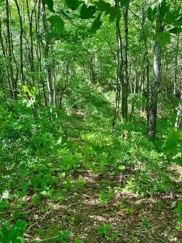 00 Deer Run Robbinsville NC 28771