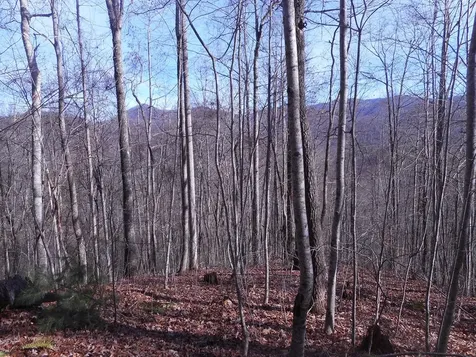 Sr 1218 Pinhook Road Robbinsville NC 28771