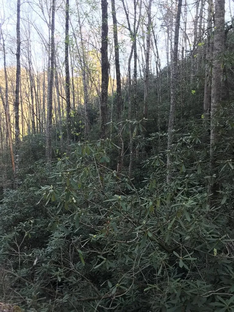 604 Upper Sawyers Creek Robbinsville NC 28771