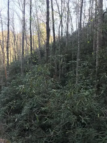 604 Upper Sawyers Creek Robbinsville NC 28771