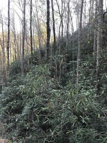604 Upper Sawyers Creek Robbinsville NC 28771