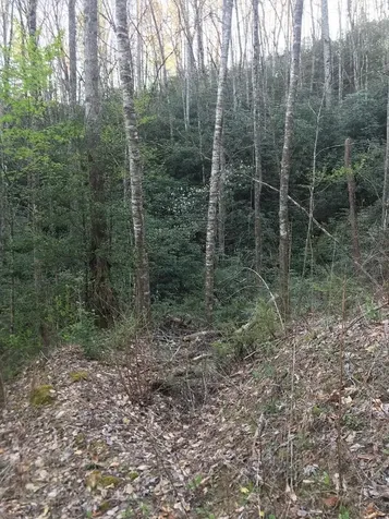 604 Upper Sawyers Creek Robbinsville NC 28771